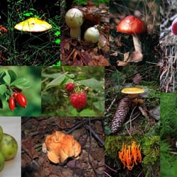 FRÜCHTE & MEHR – Collage