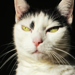 Bastet the Cat 2012 No. 06
