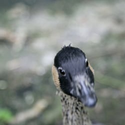 Zoo Krefeld, Ente