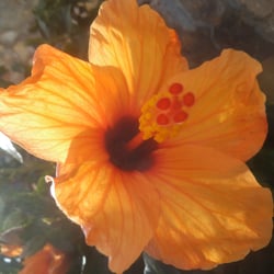 Hibiskus, orange