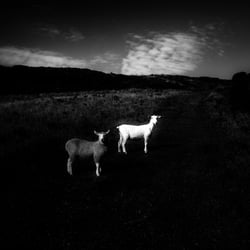 black and white