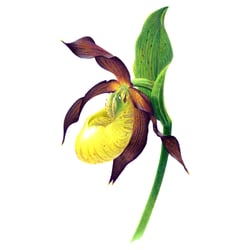 Frauenschuh