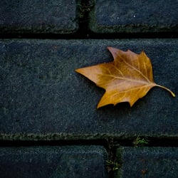 Herbst