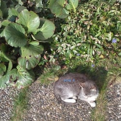 Minnie Cat Gray..