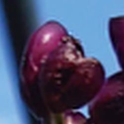 SoLaWie-Kalender 2024 – Juni