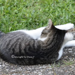 CAT AUG. 2014