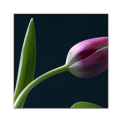 makro/Werbefotografie