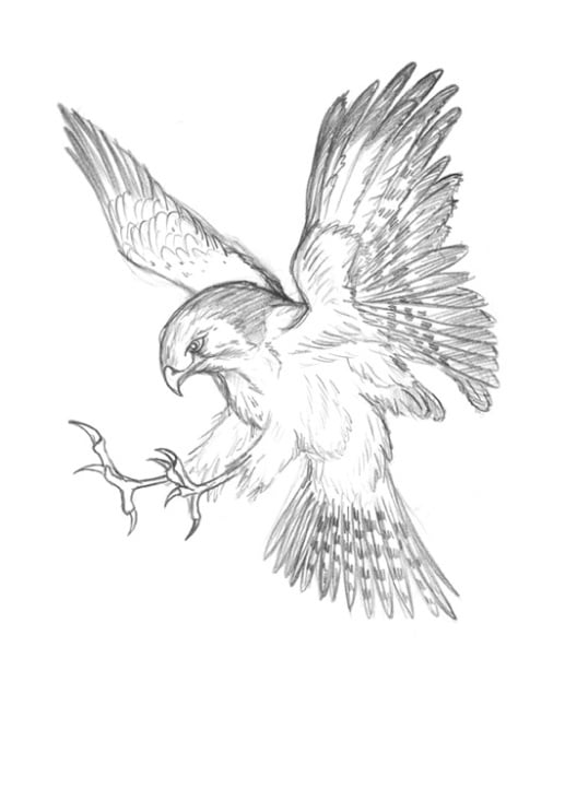 Mäusebussard