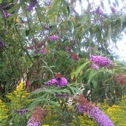 Natur 2012 Blumen Schmetterlinge