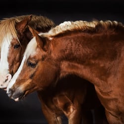 horses I
