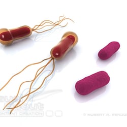 Haemophilus Influenzae