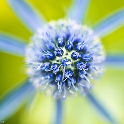 Blumenbild (27 von 60)