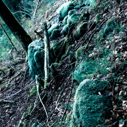Wald 6