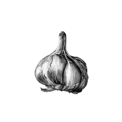 Knoblauch