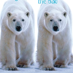 Ein grimmiger Eisbär wird nett – in 15 Minuten