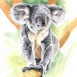 Koalabär, Aquarell und Buntstift auf Papier