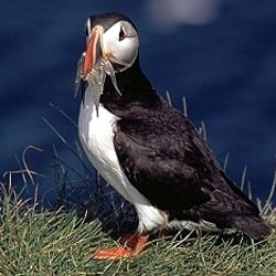 puffins