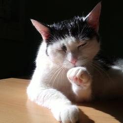 Bastet the Cat 2012 No. 28