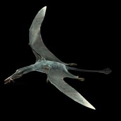 rhamphorhynchus