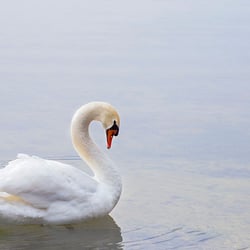 Schwan