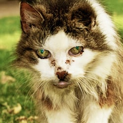 Dethkitty
