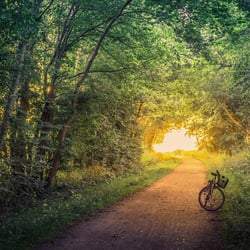 Einsames Fahrrad an einem Waldweg