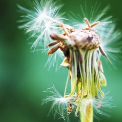 Botany 2