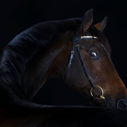 horses I