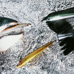 fischkugelschreiber