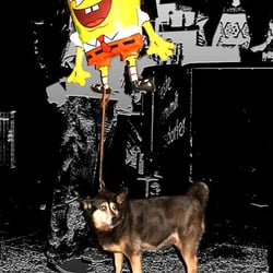 SPONGEdog IMG 4524