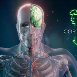 Medical Illustration