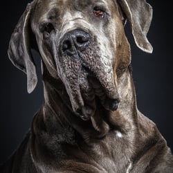 Dogge Saupacker