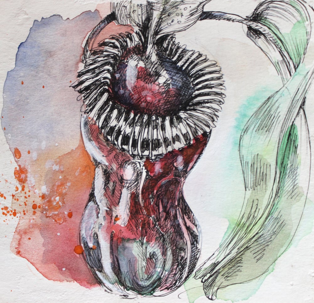 Nepenthes für das Katalog „Botanik“.