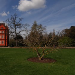 Red house Kew