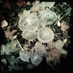 Herbst – Pilze am Wegesrand