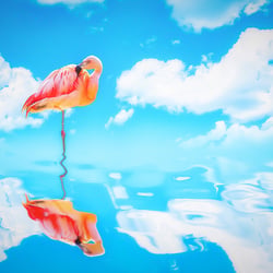Flamingo