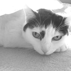 Bastet
