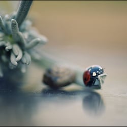Glücksbringer