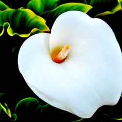 Orchidee