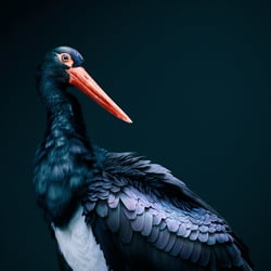 Black Beauty