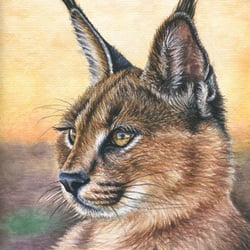 Caracal, Aquarell by Nicole Zeug, nicolezeug.de