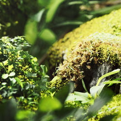 green origin – full cgi 3d rendering – vd-bereswill.de
