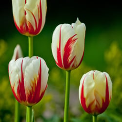 Castle Garden – A fully organic garden in Malmo – Sweden – Flowers