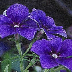 Veilchen1