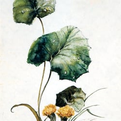 Aquarelle – Stilleben