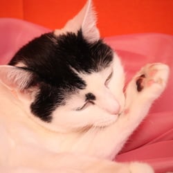 Bastet the Cat 2012 Teil 03
