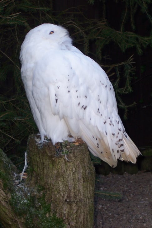 nachtwächter