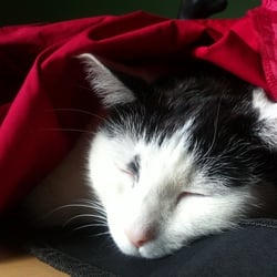 Bastet Experience in RED