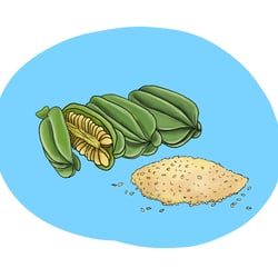 sesam seeds illustration