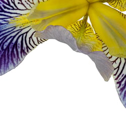 Fleur de Lis II – Variation I
